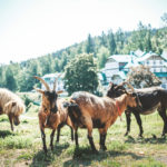 Minifarma, Hotel Pod Zvičinou, Podkrkonoší