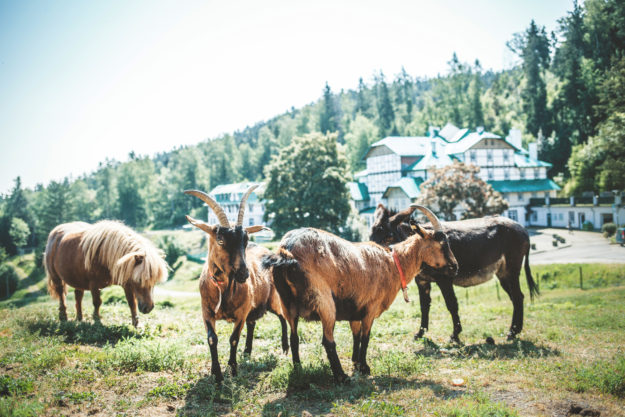 Minifarma, Hotel Pod Zvičinou, Podkrkonoší