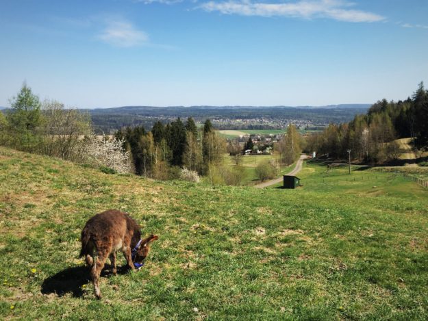 Oslátko, minifarma, Pod Zvičinou, Podkrkonoší