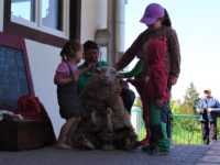 Stříhání oveček - Pod Zvičinou