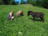 Ve výběhu Pod Zvičinou - poník a osel, Podkrkonoší